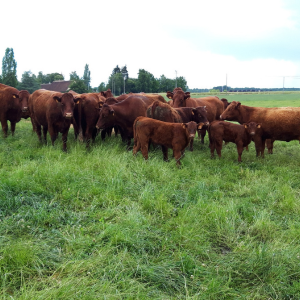 logo vendeur locale LA FERME DES RAIGNAULTS