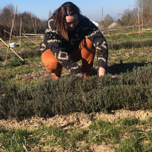 logo vendeur locale LAETI'TES PLANTES BUISSONNIÈRES