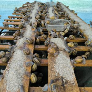 logo vendeur locale LES CAGOUILLES DE CORNOU