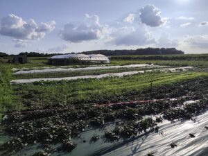 logo vendeur locale DE LA GRAINE AUX FOURNEAUX