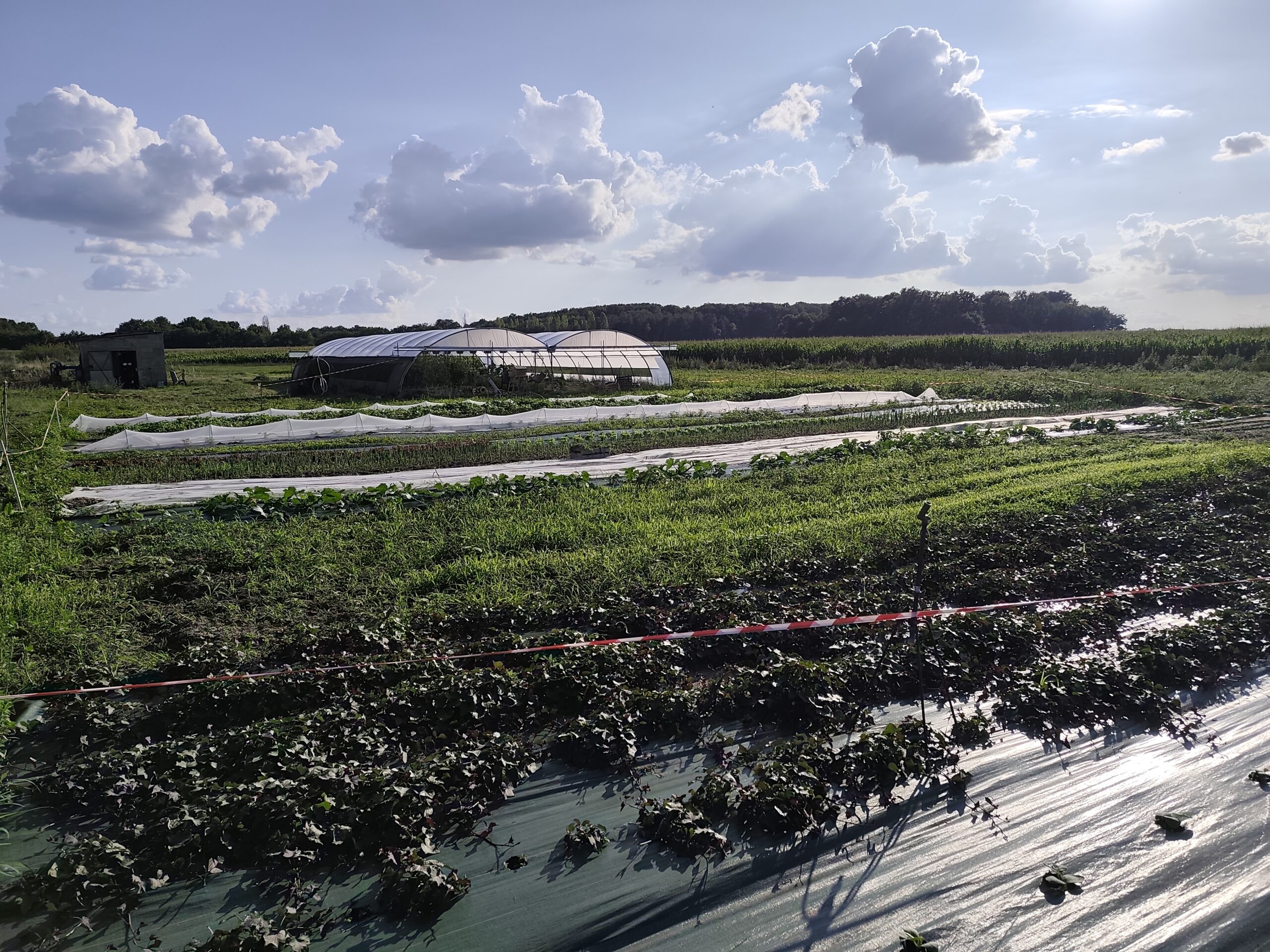 DE LA GRAINE AUX FOURNEAUX