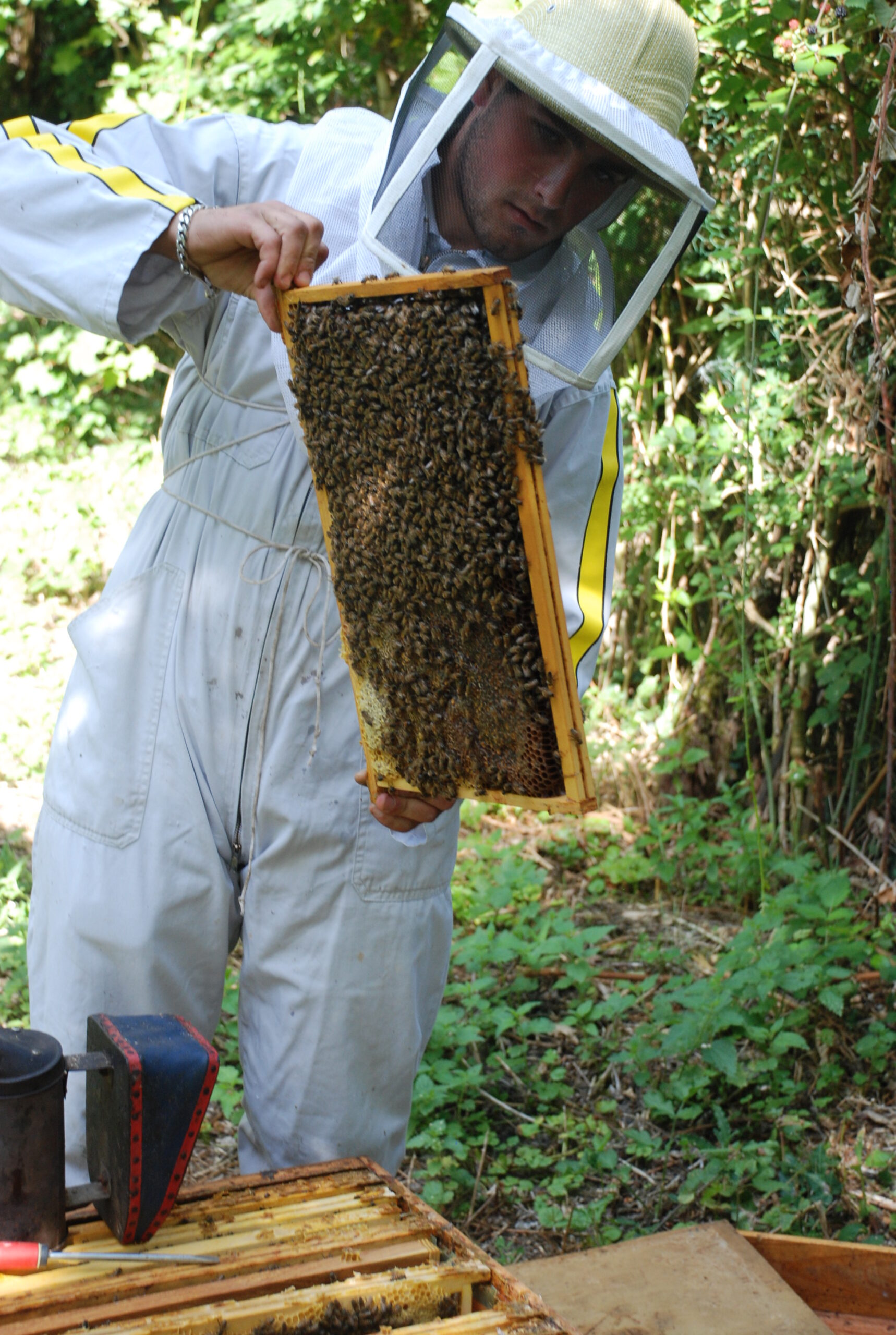 visite apiculture